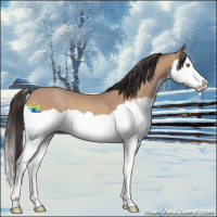 Horse Color:Amber Champagne Splash 