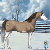 Horse Color:Classic Champagne Splash 