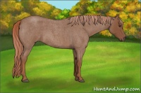 Horse Color:Red Roan 