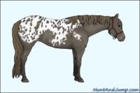 Horse Color:Smoky Black Appaloosa 