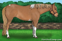Horse Color:Chestnut Tobiano