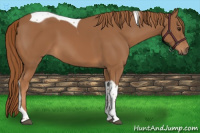 Horse Color:Chestnut Tobiano 