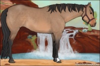 Horse Color:Bay Dun 