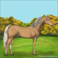 Horse Color:Palomino 