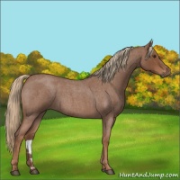 Horse Color:Red Roan 
