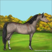 Horse Color:Brown Dun 