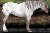 Horse Color:Liver Chestnut Appaloosa Rabicano