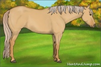 Horse Color:Palomino Dun 