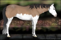 Horse Color:Bay Dun Splash 