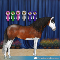 Horse Color:Gray Bay Splash 