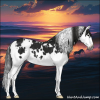 Horse Color:Gray White Spotted Black Splash 