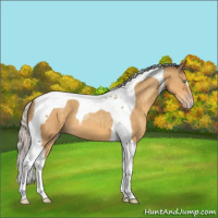 Horse Color:Silver Sable Cream Champagne Tobiano 