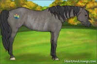 Horse Color:Grullo Rabicano 