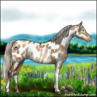Horse Color:Gray White Spotted Silver Brown Pearl Dun Tobiano Near Leopard 