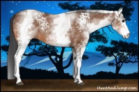Horse Color:White Spotted Bay Rabicano 