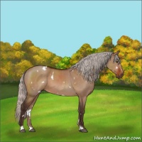 Horse Color:White Spotted Silver Bay Dun Sabino 