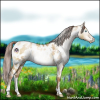 Horse Color:Gray White Spotted Sable Champagne Pearl Dun Appaloosa 