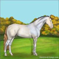 Horse Color:White Spotted Buckskin Roan Pearl Dun 