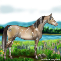 Horse Color:Gray White Spotted Brown Pearl Dun 