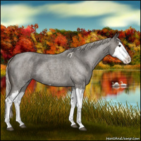 Horse Color:Silver Blue Roan Splash 