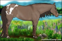 Horse Color:Liver Red Dun Sabino Appaloosa