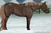 Horse Color:Liver Chestnut 