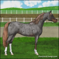 Horse Color:Liver Red Roan 