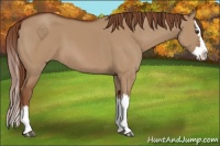 Horse Color:Red Dun Splash