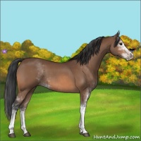 Horse Color:Bay Sabino 