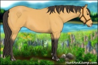 Horse Color:Buckskin Frame 