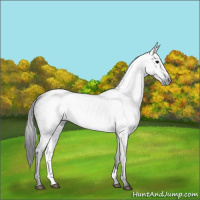 Horse Color:Gray Black 