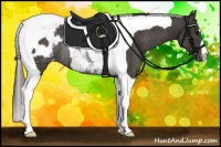 Horse Color:Smoky Black Tobiano Appaloosa Rabicano 
