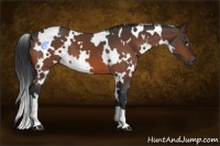 Horse Color:White Spotted Bay