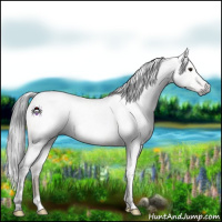 Horse Color:Gray White Spotted Brown Dun 