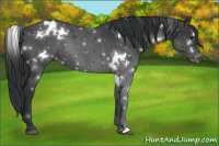 Horse Color:White Spotted Black Appaloosa 