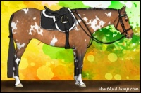 Horse Color:White Spotted Buckskin Rabicano 