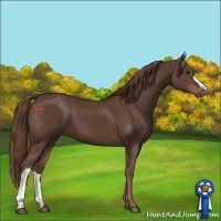 Horse Color:Liver Chestnut 
