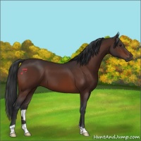 Horse Color:Brown 