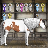 Horse Color:White Spotted Bay Splash Tobiano