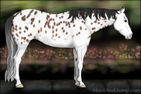 Horse Color:Bay Splash Appaloosa 