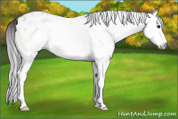 Horse Color:Gray Classic Champagne Onyx Splash Appaloosa 