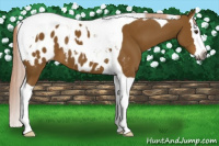 Horse Color:Gray Palomino Splash Tobiano Appaloosa 