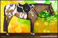Horse Color:Buckskin Dun Blanket Brindle