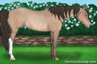 Horse Color:Amber Champagne Rabicano 