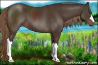 Horse Color:Liver Chestnut 