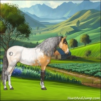 Horse Color:White Spotted Buckskin Sabino 