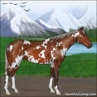 Horse Color:White Spotted Silver Bay 