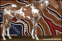 Horse Color:White Spotted Chestnut 