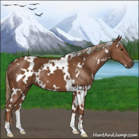 Horse Color:White Spotted Chestnut