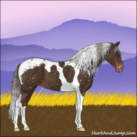 Horse Color:Liver Chestnut Tobiano Appaloosa 